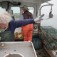Lobsterwoman Virginia Oliver tosses lobster overboard on Maine boat
